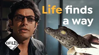 Was Jurassic Park Right All Along? I Crocodile Virgin Birth I Wild to Know