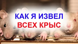 Самые лучшие крысоловки мышеловки