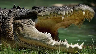 Crocodile attacks man and dog in Far North Queensland