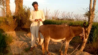 Kids playing with a  donkey funny video