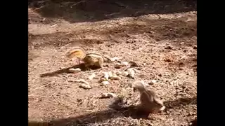 Chipmunks Fighting over peanuts