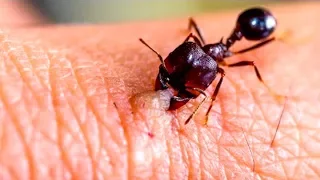 9 Schädliche Insekten, die du vermeiden solltest!