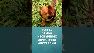 Топ-10 самых необычных животных Австралии #шортс #топ10 #ютубшортс #shorts  #австралия #животные