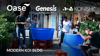 Modern Koi Blog #5642 - Live aus Japan: Weiter Jumbokoi aus der Glashausaufzucht