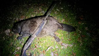 Beaver Hunt with a Bonus Muskrat!! | Coca Cola Woods with Rusty Creasey