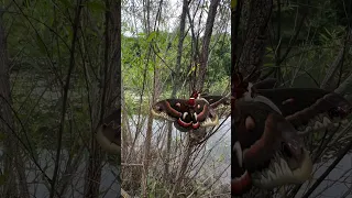 🔥 The massive Hyalophora cecropia, the largest moths found in North America.