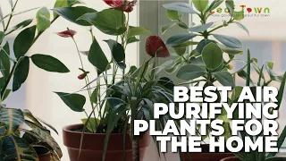 Best Air Purifying Plants for Your Home  | Best Indoor Plants for Clean Air 2022