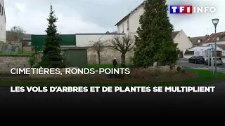 Cimetières, ronds points : les vols d'arbres et de plantes se multiplient