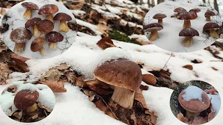 MUSHROOMS IN THE SNOW AND FROST. CARPATHIANS. FOUND ON A BUNCH OF MUSHROOMS IN WINTER