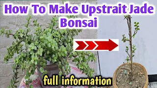 How To Make Jade Bonsai // Complete Guide For Beginners// #jadebonsai #jadeplant #jadeplantcare