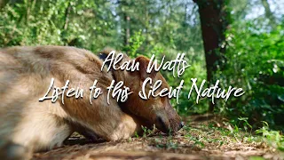 Alan Watts - Listen to this Silent Nature - Sony A6500 4k in 2020