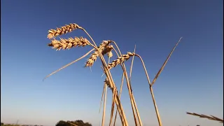 Klimawandel: 2020 eines der drei wärmsten Jahre