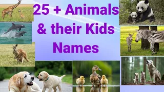 25 + Animals & their young ones Name