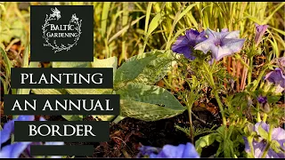 How to plant an annual border. Planting cosmos. Growing dahlias. Baltic Gardening. Garden