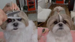 Part 2: How to groom shihtzu's face in a round shape and make a pony tail