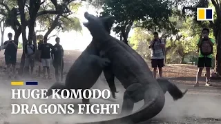 Two huge Komodo dragons fight on Indonesian island