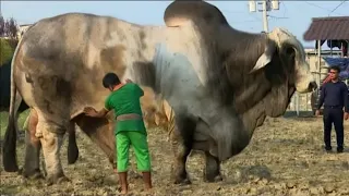 THE BIGGEST BULL In The World