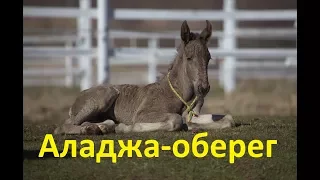 Аладжа (или верёвочка на шее) для жеребёнка. Зачем?