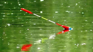 🌾🌾 Очерет Гуде від Риби. 🐟🐟 рибалка пішла не за планом. Дикі місця, дика річка.