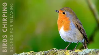 Beautiful Birds Singing in Forest - Relaxing Bird Sounds, Instant Relief from Stress and Anxiety