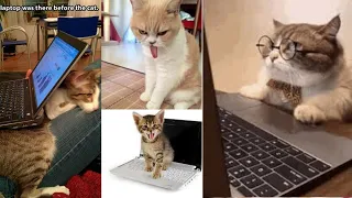 best dank cat memes compilation of 2020 | funny cat memes 2020 | Part 10