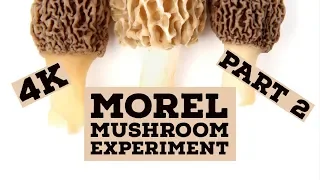 Morel Mushroom Growing Experiment - part 2 - Growing Morels Indoors