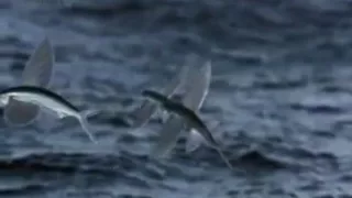 Life - Flying Fish