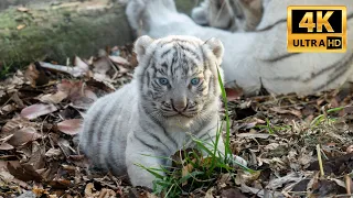 【White Tiger】ホワイトタイガーの赤ちゃん 生後33日　Tiger Cubs