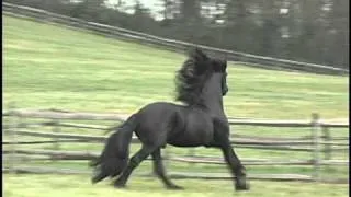 Friesians at Play Teade 392, Iron Spring Farm