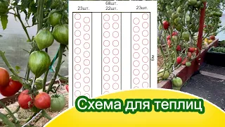 Схема посадки крупноплодных томатов в теплице / теплицы 3,6*6 и 3*6