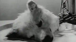 In 1940 , Russian scientists kept dog head alive for few hours