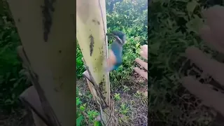 bird 🐦 stuck in banana tree