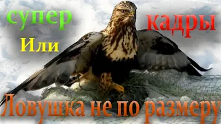 Как поймать ястреба или сокола /// Слишком большой для ловушки //// Супер видео