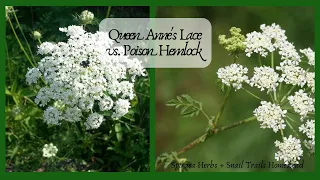 Queen Anne's Lace vs. Poison Hemlock: Identify the differences in the wild!