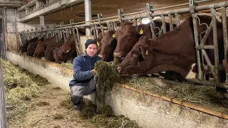 Перший СИЛОС коровкам! Шукаю ДРУЖИНУ в Україну ще й досі😅 УКРАЇНЕЦЬ на Фермі у Швейцарії