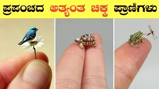 Top 10 Most Smallest Animals in the World | Interesting Facts in Kannada | #VismayaVani | Ep-52