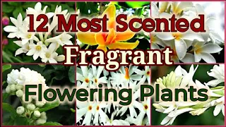 Top 12 Most Scented / Fragrant Flowering plants on Earth