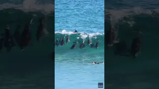 Wipe out! Pod of dolphins zooms under a surfer attempting to catch a wave #Shorts