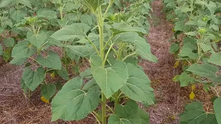 Подсолнечник по NO-TILL в засуху 2018год