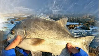 Galjoen fishing, Arniston, plenty of action…