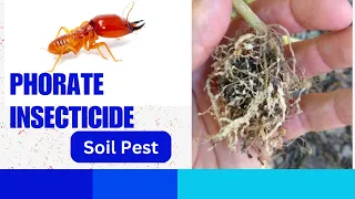 Phorate: Highly Toxic Organophosphate Insecticide and Nematicide for Effective Soil Pest Control