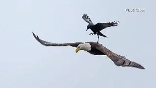 Crow hitches a ride on eagle