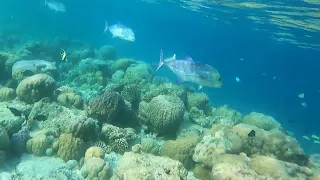 snorkeling at Fihalhohi island resort, Maldives 🇲🇻