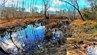 Water Draining In Front Of Biggest Beaver Dam In Wood Creek!