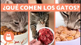 5 TIPOS de ALIMENTACIÓN para GATOS 🐱🥩 ¿Qué COME un GATO?