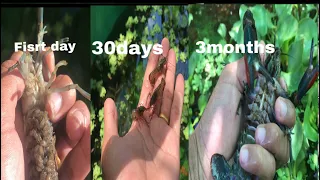 Raising crayfish at home easily