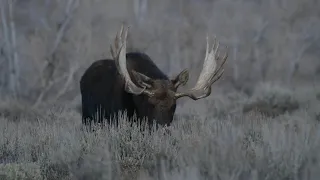 Virtual Trip in Grand Teton NP with a Bull Moose