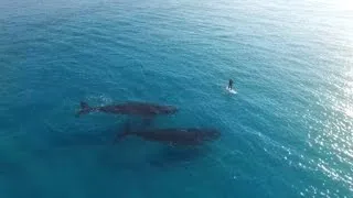 Drone Captures Gigantic Whales Swimming Incredibly Close to Paddle Boarder