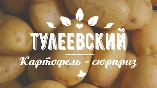 КАРТОФЕЛЬ ТУЛЕЕВСКИЙ. Самый богатый урожай!