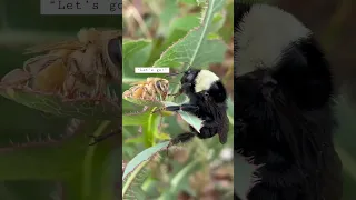 Honeybee VS Bumblebee epic standoff #shorts #standoff #honeybee #bumblebee